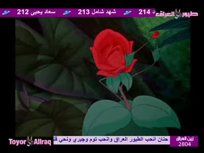 Toyor Aliraq